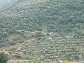 Olive groves