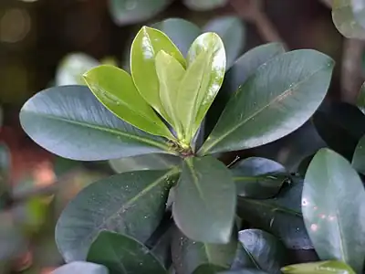 Elingamita johnsonii has large, glossy, dark-green leaves.