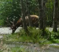 Roosevelt elk at the entrance to Fern Canyon