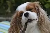 Cavalier chewing on a wooden stick.