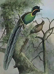 Rothschild's Bird of Paradise Astrapia rothschildi, Papua New Guinea c. 1917.