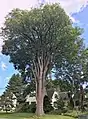 Elm tree on Elm Street in Plaistow, New Hampshire, which was planted in the late 1800s (August 2019). Girth 13 ft at 4.5 ft above ground; height 85 ft; spread 80 ft.