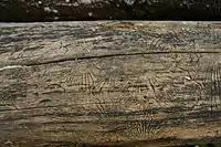 Bark beetle galleries on a dead American elm