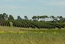 A picture shows a large area which is dedicated to the growing of instant hedge in rows, in different species at the Elveden Estate in East Anglia