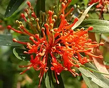 Embothrium flowers