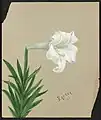 Easter Lily, Easter 1885