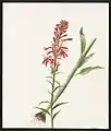 Lobelia cardinalis, L. (Cardinal Flower), August 11, 1885