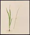 Tofieldia glutinosa, Willd. (False Asphodel), June 1884