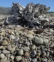 Rocks and driftwood