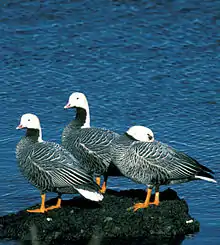 Three emperor geese on a rock in a body of water