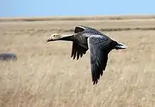 An emperor goose in flight over a field of grass