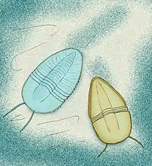 Restoration of the emucaridids Kangacaris (blue, left) and Emucaris (yellow, right)