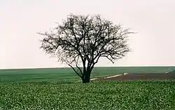 Ein HaShlosha's wheat field.