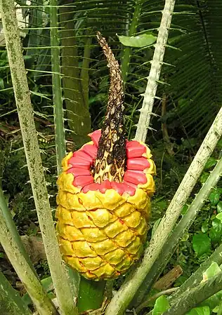 Female cone