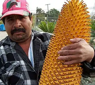 Male cone of Encephalartos woodii compare to human