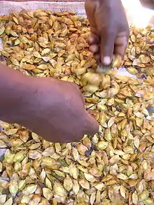 Dead and dried stink bugs spread out on a nylon grain bag and being sorted