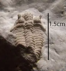 Fossil of "Encrinurus egani" from the Racine Dolomite