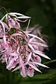 Encyclia adenocaula flowers