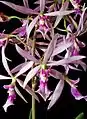 Encyclia adenocaula flowers