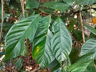 Foliage