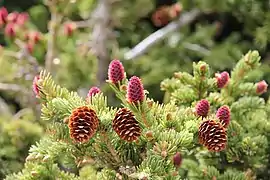 Purple immature cones and yellow mature cones from the previous year. No male pollen cones are visible; the brownish-golden branch tips are protective bud scales being shed from the spruce buds
