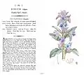 Plate 181 with text - Common Viper's Bugloss