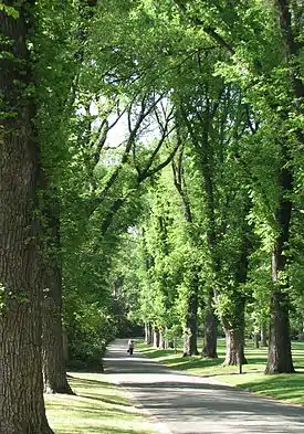 English elm avenue in Fitzroy Gardens, Melbourne (2006)