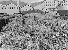 Photo by Jack Delano of "Ensenada, Guanica. Carloads of sugar cane at the South Puerto Rico Sugar Company" (c. January 1942)