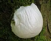 Enteridium lycoperdon, mid-sporangial phase