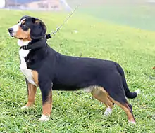 Entlebucher Sennenhund (Entlebucher Mountain Dog)
