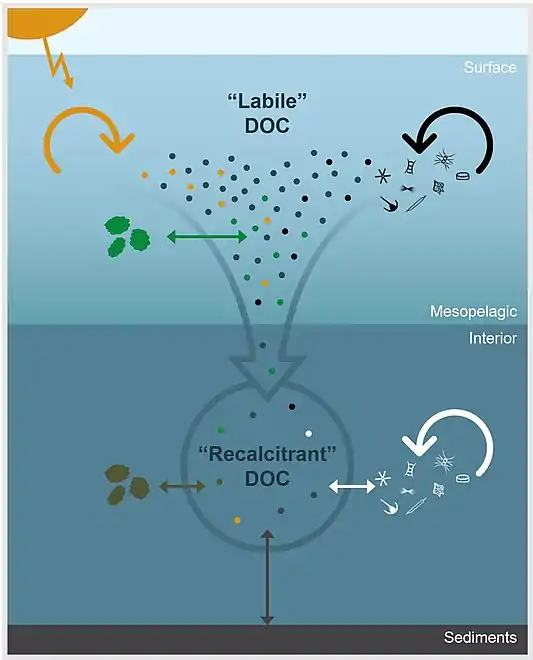 Environmental processes controlling the apparent recalcitrance of oceanic DOC The dots represent DOC molecules and arrows represent physicochemical and biological processes that impact DOC concentration and molecular composition. In the surface ocean, DOC derived from primary production is rapidly remineralized or transformed through microbial degradation (black arrow), photochemical degradation (yellow arrow), or particle exchange (green arrow). Labile components are removed down the water column and DOC becomes diluted by processes, such as particle exchange (brown arrow), sediment dissolution (gray arrow), and microbial reworking (white arrow), which continue to alter, add, and/or remove molecules from the bulk DOC pool. Thus, the apparent recalcitrance of DOC in the ocean’s interior is an emergent property that is largely controlled by environmental context.