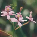 Epidendrum ibaguense