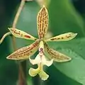 Epidendrum stamfordianum