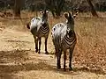 Near Chilanga, Zambia