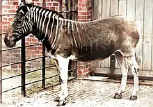 Photograph of a Quagga mare