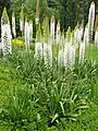 Planting of cultivated specimens, Wrocław Botanic Gardens