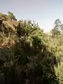 Erica arborea on Dabba Selama Mountain