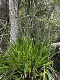 Eriocaulon decangulare and habitat