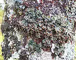 Reddish liverwort Frullania asagrayana on a tree in Newfoundland, with the lichen Erioderma pedicellatum growing on top of it.