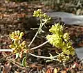 E. umbellatum var. subaridum (flowers, Spring Mountains)