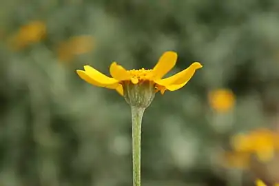 Side view of flower