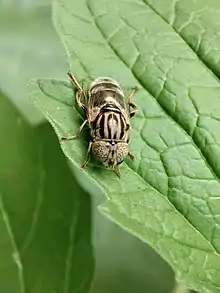 Eristalinus Aeneus in Behbahan, Iran