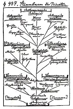 Haeckel's Stammbaum der Primaten (1860s)