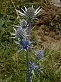 Mediterranean Sea Holly, Eryngium bourgatii