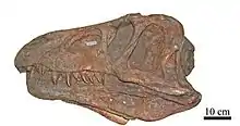 Skull of the archosauriform reptile Erythrosuchus africanus