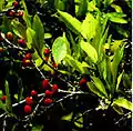 Coca shrub (Erythroxylum coca) with leaves and fruits.