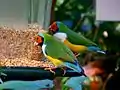Two Gouldian finches eating birdseed