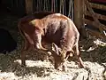 Scratching by a calf