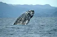 Gray whale head-slapping