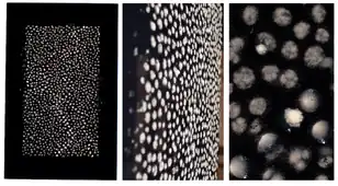 So-called 'Fungal Dot Painting' where fungal conidia (spores) are grown in agar droplets to recreate something similar to pointillism (dot painting)